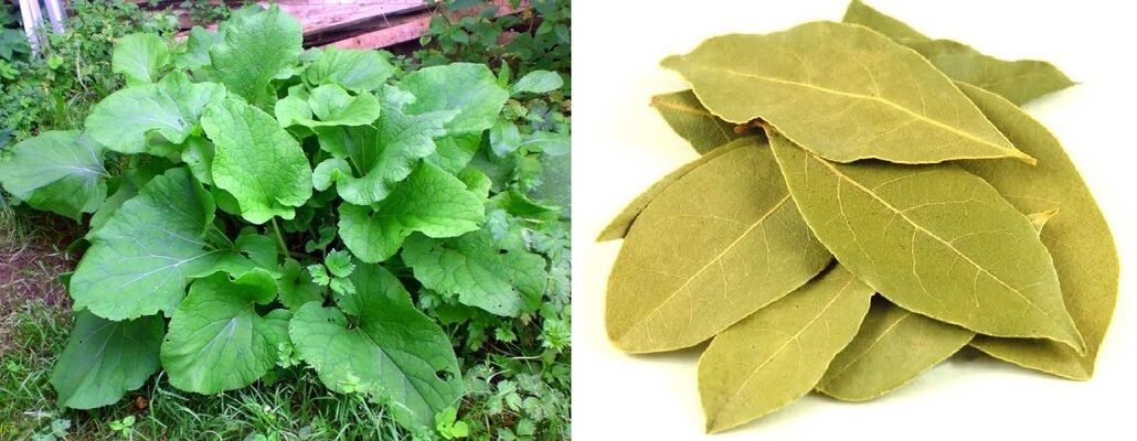 Burdock Blieder a Bucht Blieder fir Gelenkschmerzen